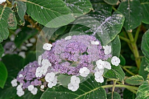 Bigleaf Hydrangea aspera ssp. sargentiana purple-blue flowers and velvet leaves